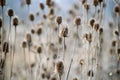 Faded Wild teasels Dipsacus fullonum