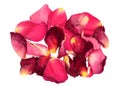 Faded withered red rose petals isolated on white background close up Royalty Free Stock Photo