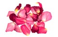 Faded withered red rose petals isolated on white background close up Royalty Free Stock Photo