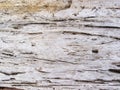 Faded wooden texture closeup. Raw timber with grungy cracks. Natural surface for vintage background Royalty Free Stock Photo