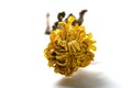 a faded yellow chrysanthemum flower on white background close up