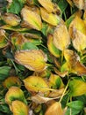 Faded yellow green plant leaves in autumn