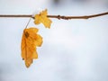 Faded yellow oak leaf on a twig in a winter season Royalty Free Stock Photo