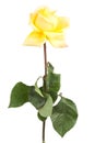 faded yellow roses on white background