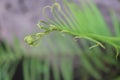 Faded young ferns, tropical plants.