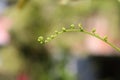 Faded young ferns, tropical plants.