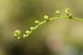 Faded young ferns, tropical plants.