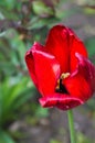 Fades red tulip in spring on green background Royalty Free Stock Photo