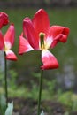 Fades red tulips in spring on a blurry green background Royalty Free Stock Photo