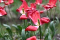 Fades red tulips in spring on a blurry green background Royalty Free Stock Photo