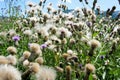 Fades sow thistle field. Wild flower. Siberia.