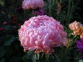 Bright-pink aster with the blue glare on the petals.