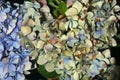 FADING AND DECAYING FLORETS IN A HYDRANGEA FLOWER HEAD