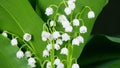 Fading flower. Beautiful forest lily of the valley as an element of wildlife. Convallaria majalis. Time lapse.