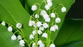 Fading flower. Beautiful spring flowers. May bells, may lily, lily of the valley, convallaria, and muguet. Time lapse.