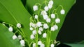 Fading flower. Blooming lily of the valley in spring forest. Flowers bells lily of the valley wild. Time lapse. Royalty Free Stock Photo