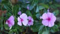 Fading flowers on a green street bush Royalty Free Stock Photo