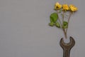 Fading flowers and a rusty wrench. Three dried roses and an old hand tool against a gray background Royalty Free Stock Photo