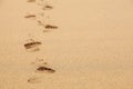 Fading Footprints in the Sand Royalty Free Stock Photo