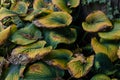 Fading hosta leaves, green turning to gold and brown, autumn garden background