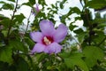 Fading mauve crimsoneyed flower of Hibiscus syriacus Royalty Free Stock Photo