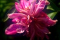 The red peony is illuminated by the rays of the scorching summer sun.