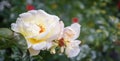 Fading rose in the drops of morning dew Royalty Free Stock Photo