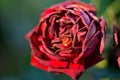 A fading rose. A drying flower. Dying beauty Royalty Free Stock Photo
