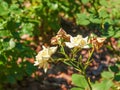 Fading rose in the garden. Withering. Roses with withered petals Royalty Free Stock Photo
