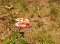 Fading rose in the garden. Withering. Roses with withered petals Royalty Free Stock Photo