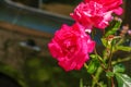 Fading rose in the garden. Withering. Roses with withered petals Royalty Free Stock Photo