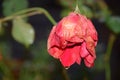 Fading rose a warm day outside in a summer garden.