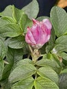 The fading Rosehip flower