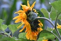 Fading sunflower in nature of Luxembourg