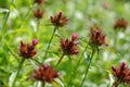 Fading Sweet William plants (Dianthus barbatus) Royalty Free Stock Photo