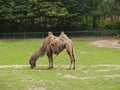 Fading two-humped camel in a zoo