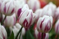 Fading White tulips with crimson strokes on a green background it is horizontal. Liliaceae Family. Tulipa.