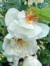 Fading white wild rose with yellow stamens after rain Royalty Free Stock Photo