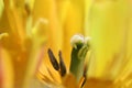 The fading yellow tulip a close up horizontally. Pestle and stamens macro shooting of a flower of a tulip. Royalty Free Stock Photo