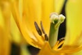 The fading yellow tulip a close up horizontally. Pestle and stamens macro shooting of a flower of a tulip. Royalty Free Stock Photo