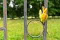 Fading yellow tulip flower inserted into the fence