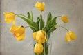 Fading yellow tulips on a gray background in a transparent vase. bouquet of yellow tulips on gray textured background. Ultimate