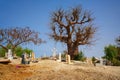 Fadiouth shell island cemetery in Senegal with a baobab tree Royalty Free Stock Photo