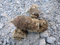 Faeces in the forest Royalty Free Stock Photo