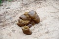 Faeces of water buffalo on ground Royalty Free Stock Photo