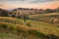 Faenza, Ravenna, Emilia Romagna, Italy: landscape of the countryside with vineyards
