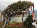 Faerie Tree by Killary Fjord in Ireland