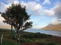 Faerie Tree Near Killary Fjprd in Ireland with Graceful Clouds