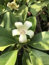 Fagraea ceilanica flower.