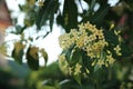 Fagraea fragrans or Tembusu flowers on tree Royalty Free Stock Photo